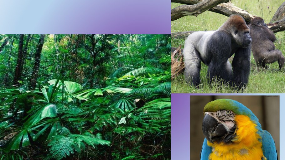 Карта Флоры и фауны Южной Америки