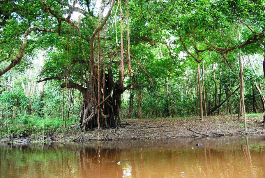 Амазонская Сельва Бразилии