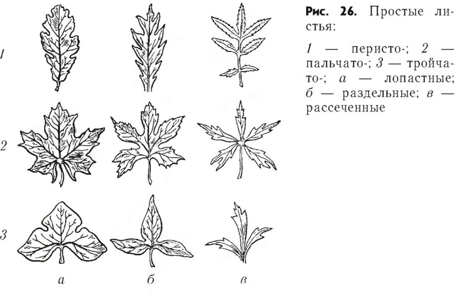 Жилкование листа монстеры