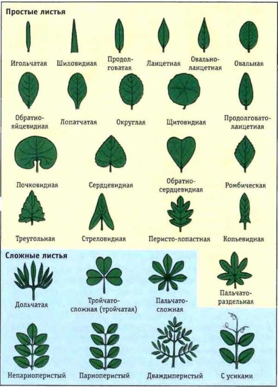 Перистораздельные листья