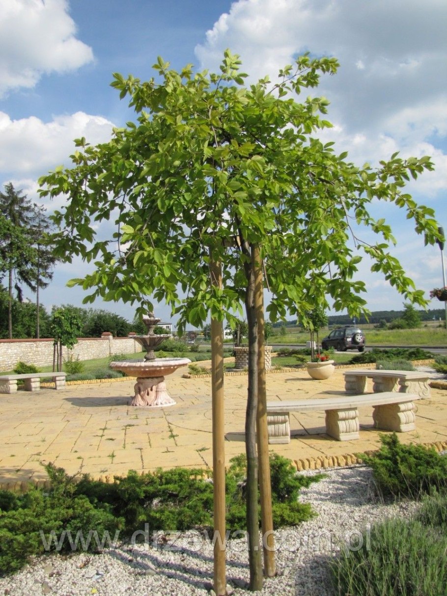 Carpinus betulus 'Fastigiata'