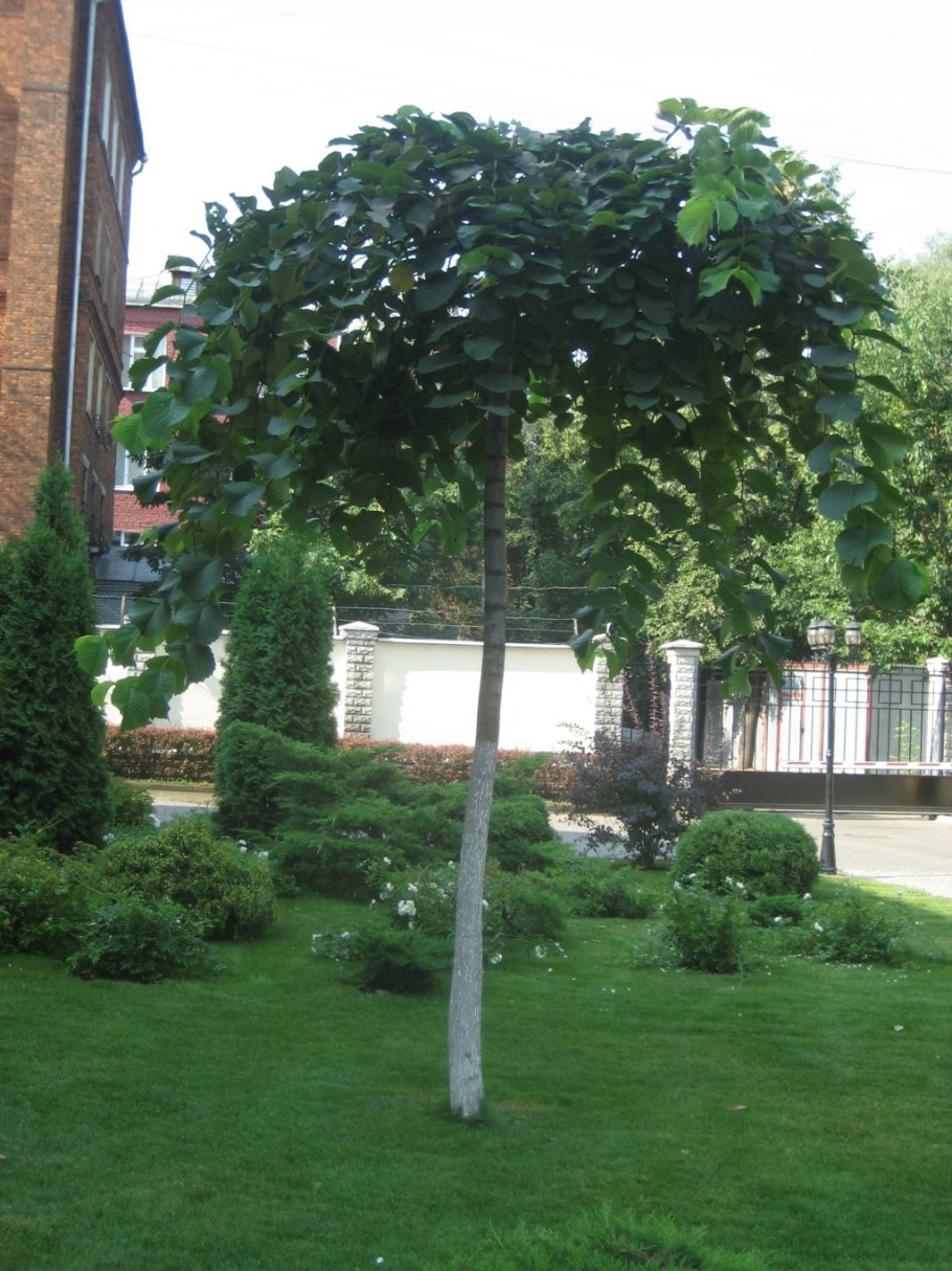 Граб обыкновенный Пендула