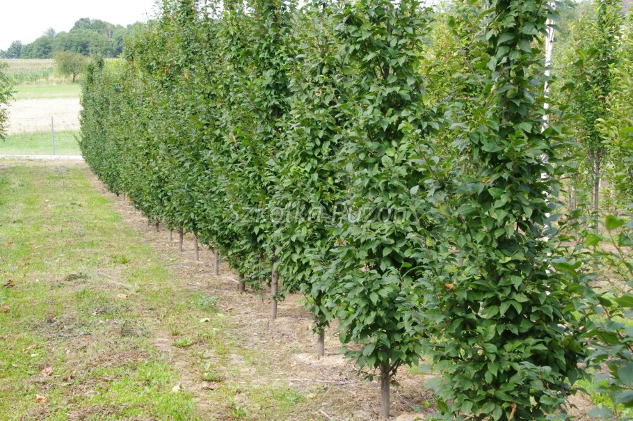 Липа Пендула