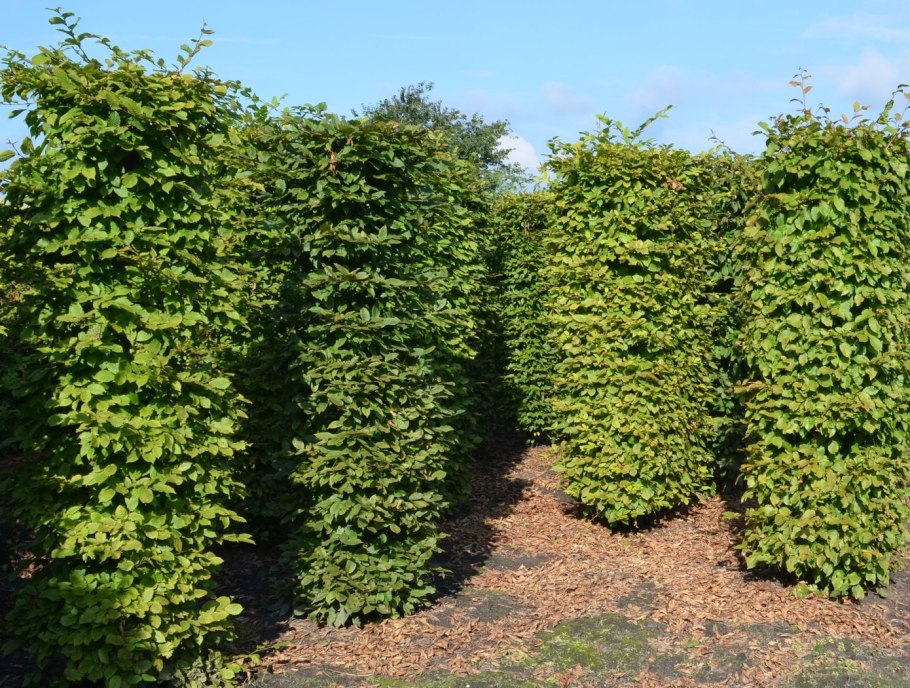 Клен Глобозум изгородь