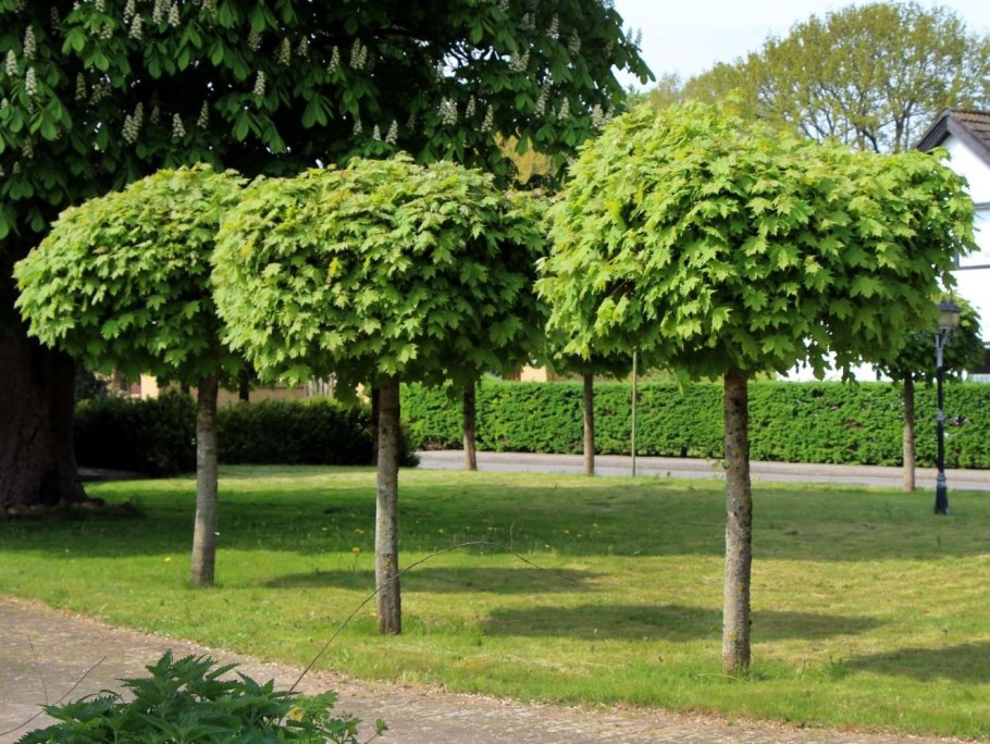 Carpinus betulus Lucas