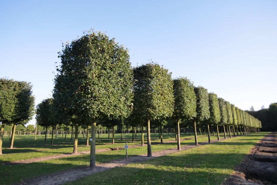 Карпинус бетулус