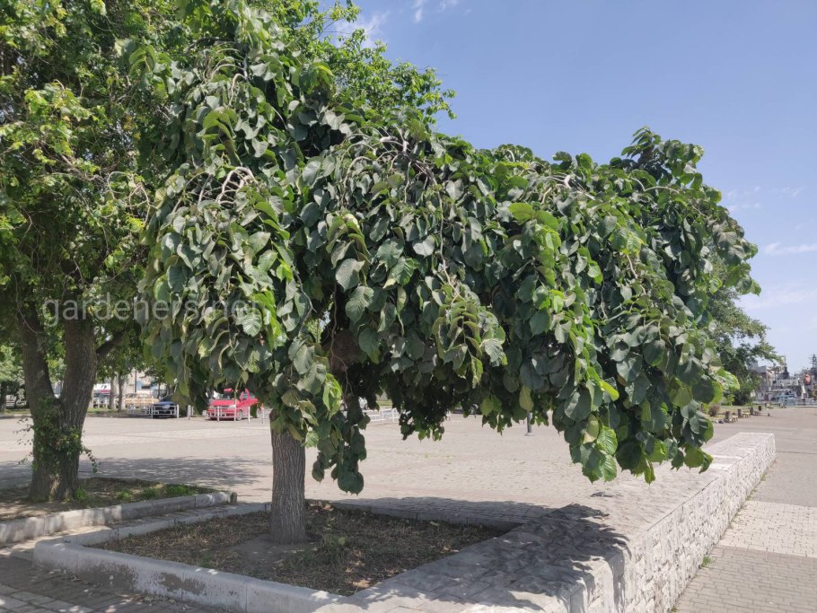 Carpinus betulus 'Fastigiata'