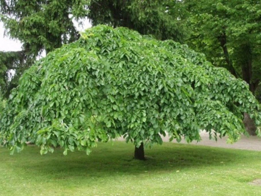 Carpinus betulus изгородь