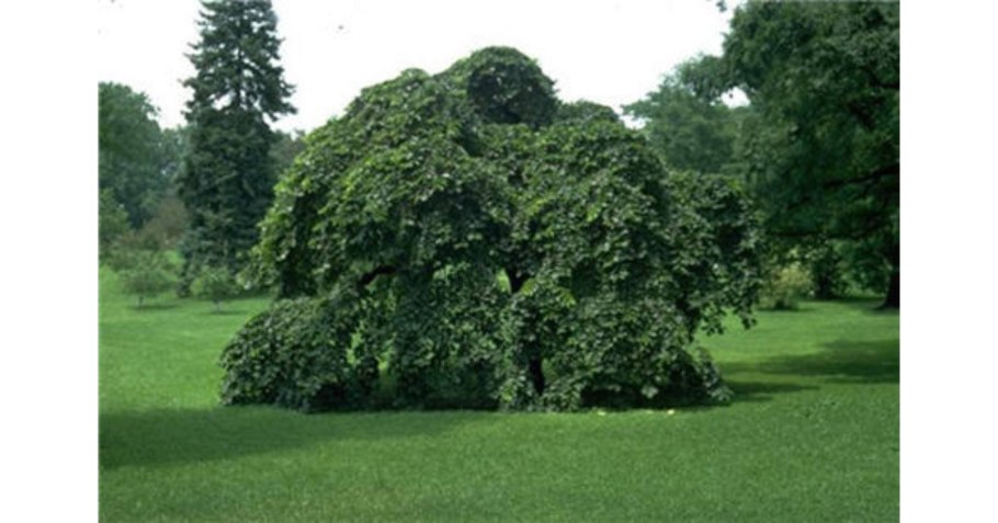 Клен остролистный Глобозум