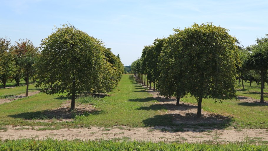 Клен остролистный Глобозум