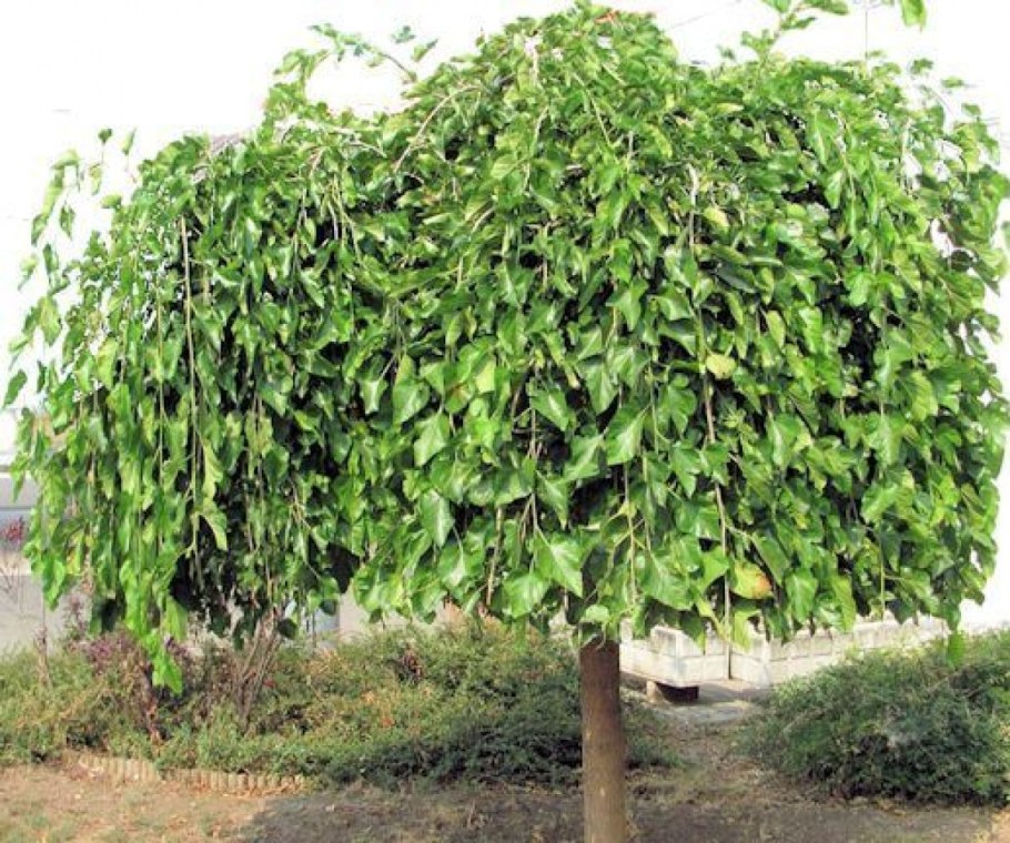 Граб шпалера