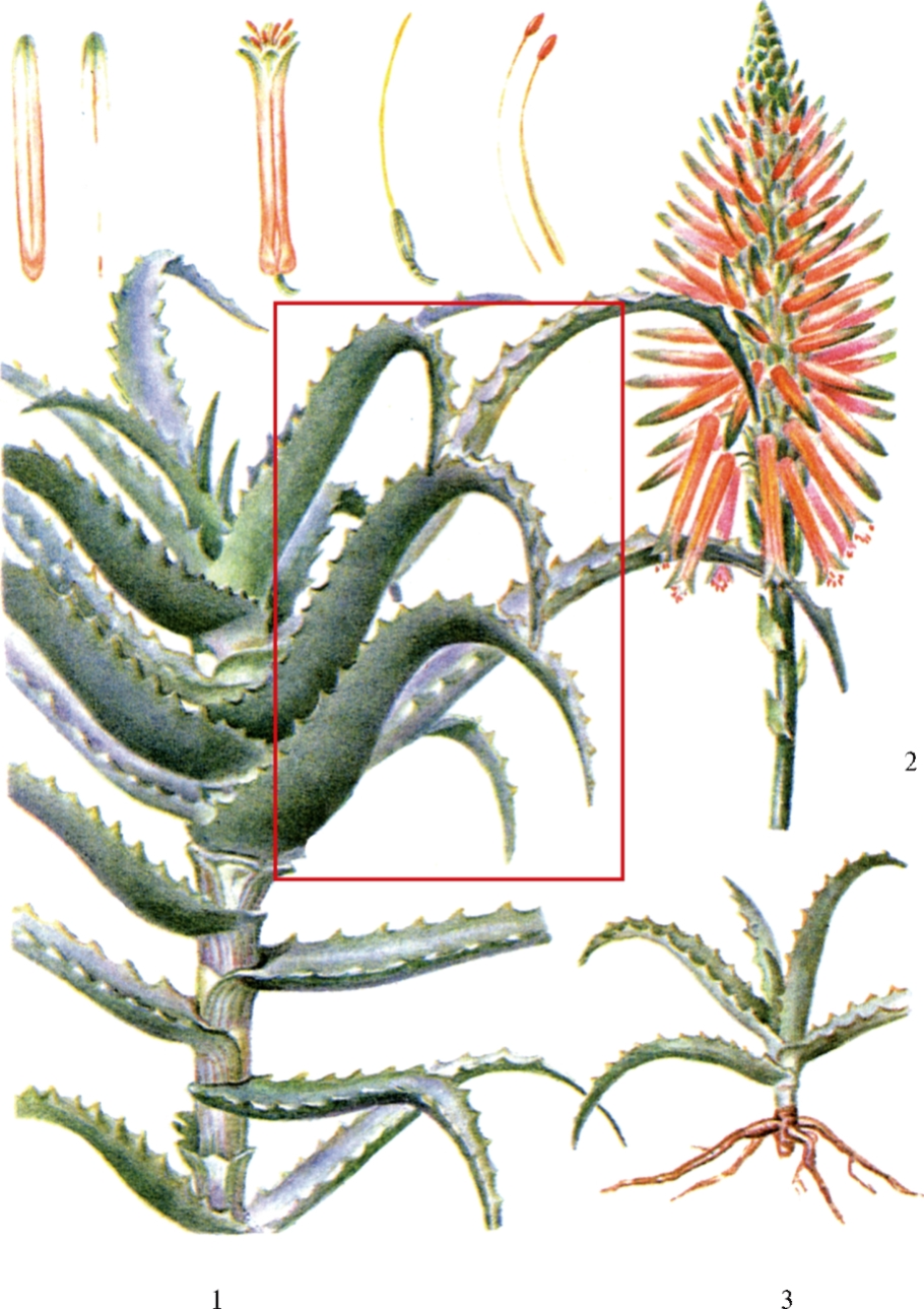 Алоэ древовидное Фармакогнозия