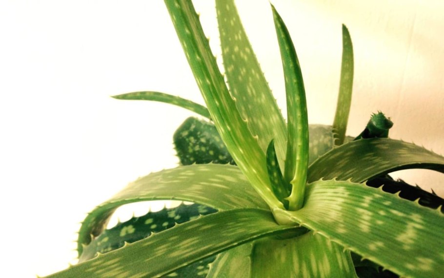 Убийца алоэ Вера