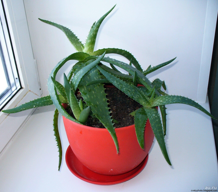 Алое древовидное столентий