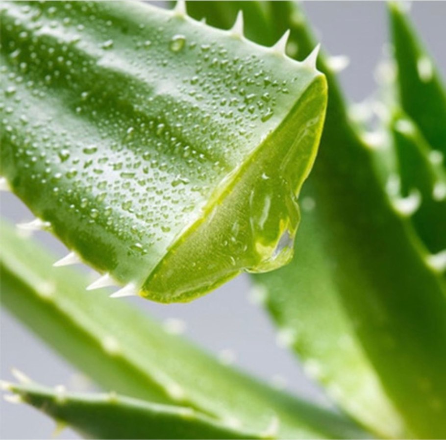 Aloe Vera растение