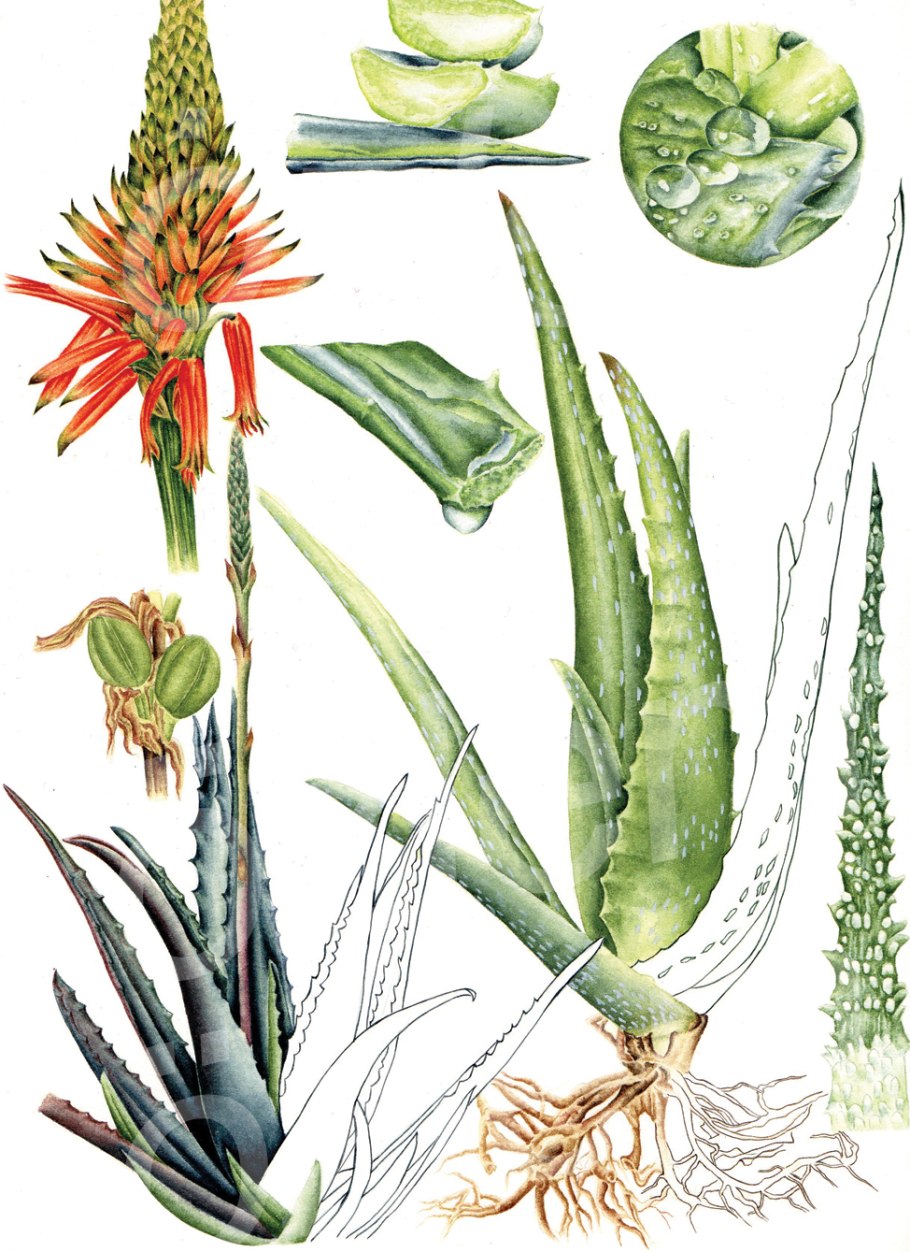 Фармакогнозия алоэ (алоэ Вера)