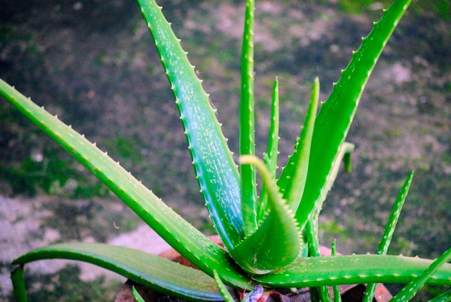 Алоэ Вера Aloe Vera