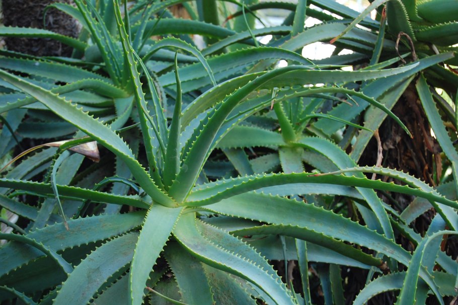 Aloe Socotrina)