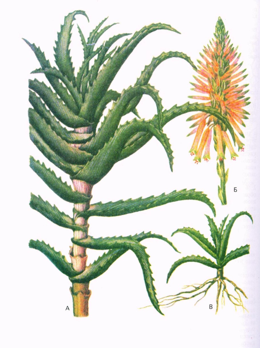 Алоэ древовидное столетник