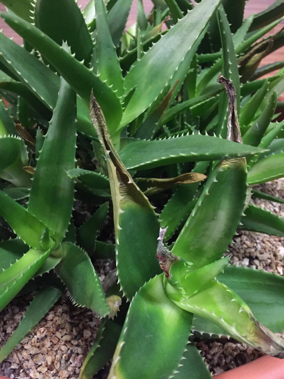 Алоэ Вера широколистный