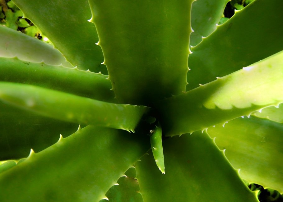 Алоэ элленбека