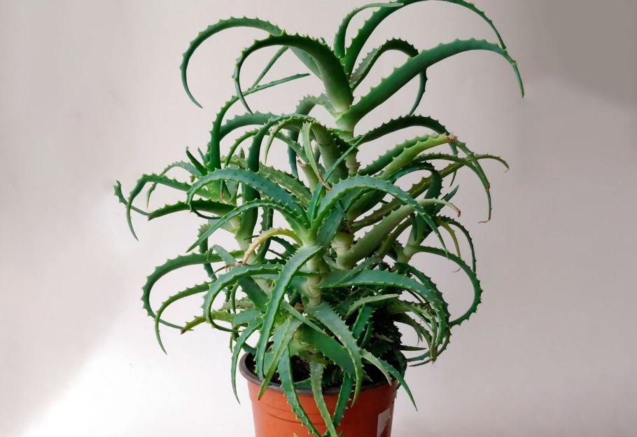 Алоэ Вера древовидное