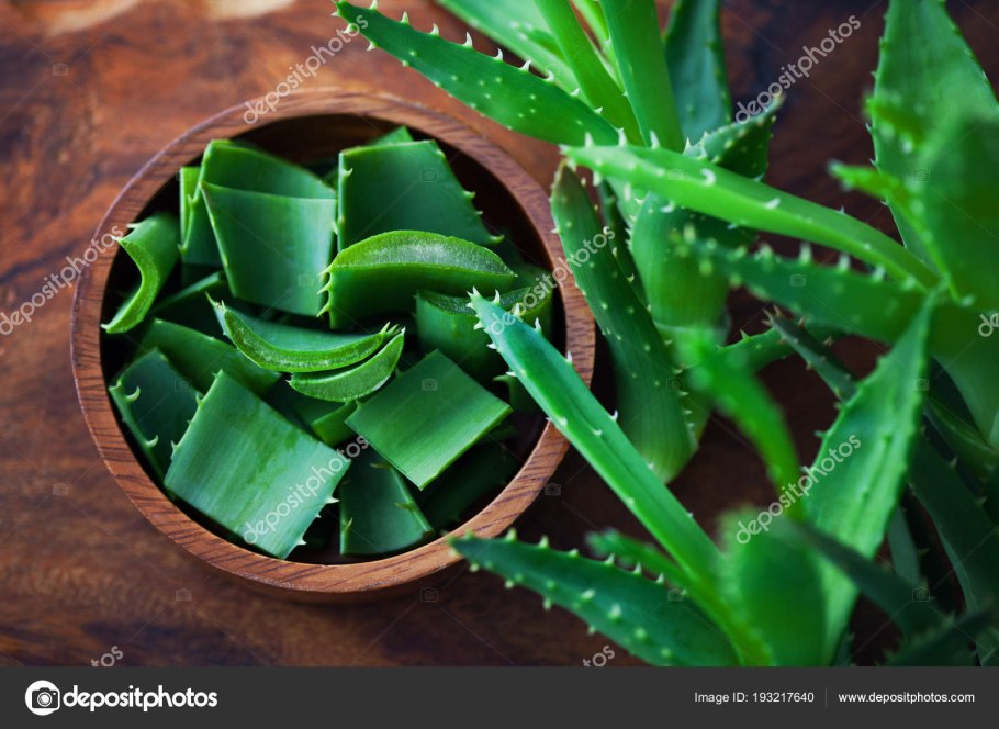 Алоэ столетник