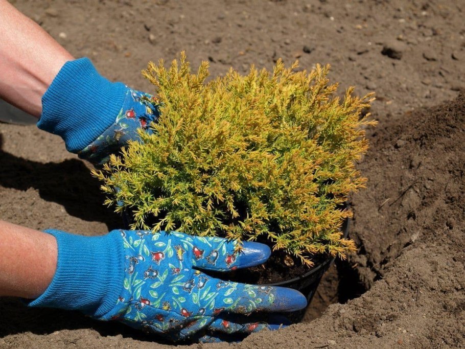 Можжевельник рыхление почвы