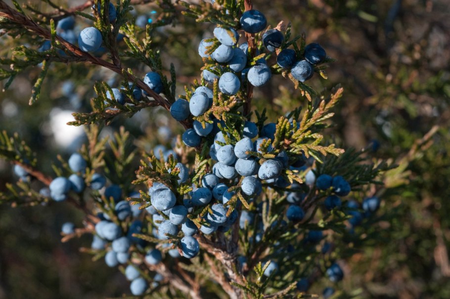 Артыш казацкий можжевельник