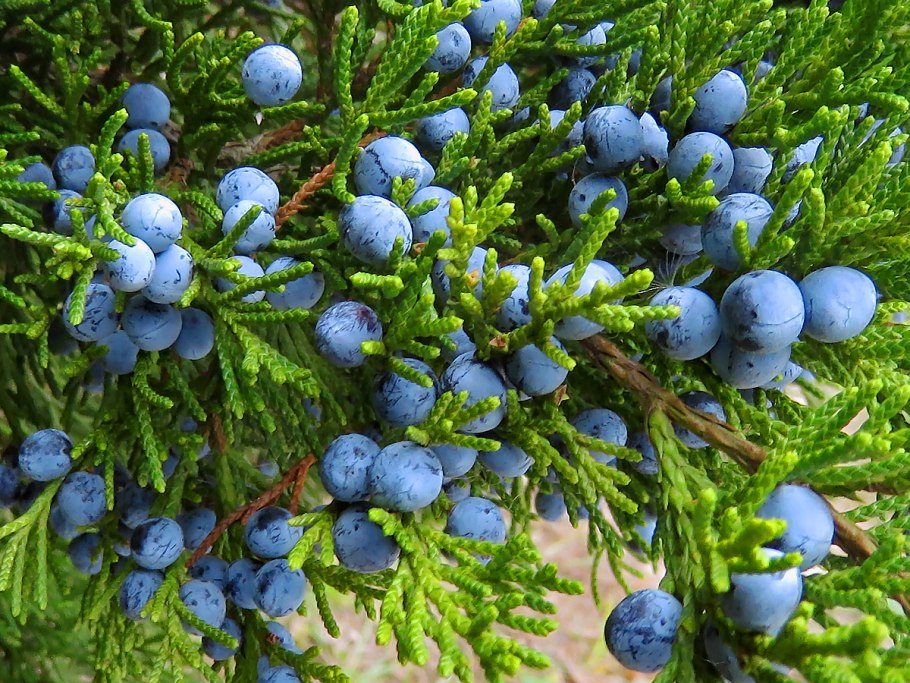 Можжевельник обыкновенный Шишкоягоды