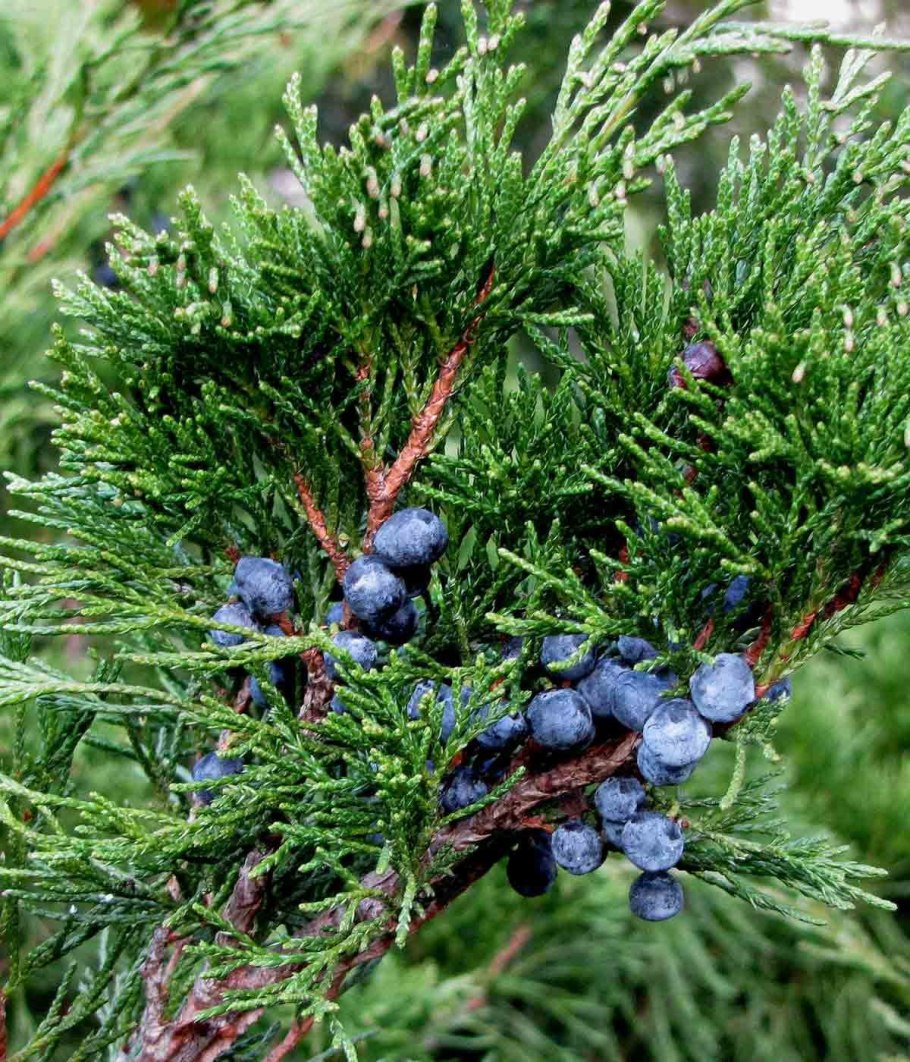 Можжевельник обыкновенный (Juniperus communis)