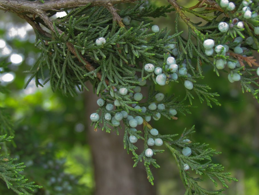 Можжевельник Депресса Ауреа