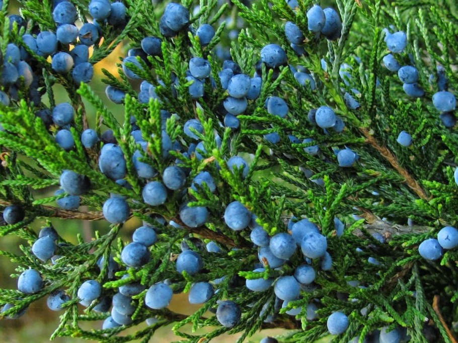 Кедр Juniperus virginiana