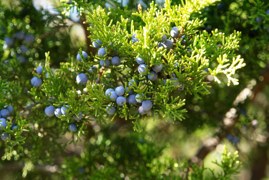 Черенкование можжевельника казацкого