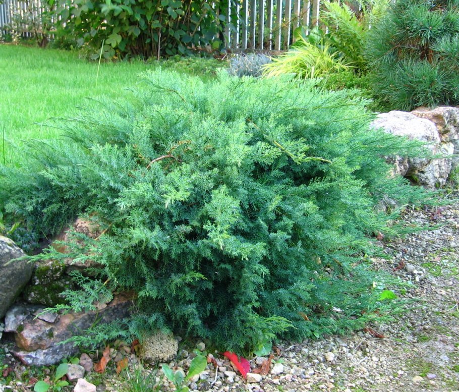 Можжевельник ягоды едят или нет