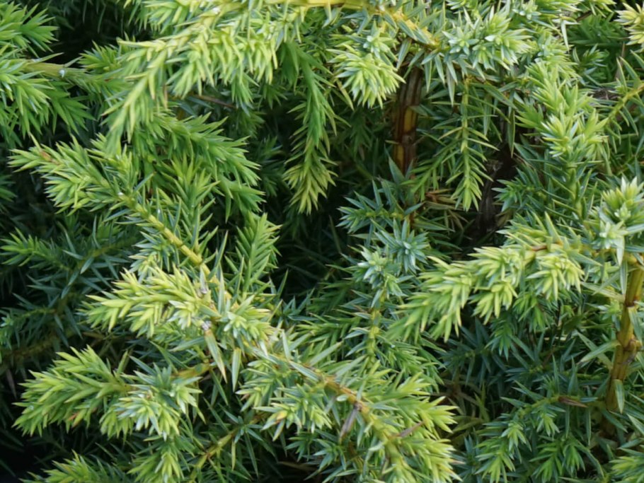 Можжевельник горизонтальный Lime Glow