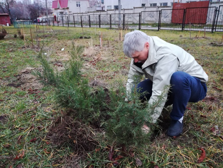 Можжевельник Куривао Голд ниваки