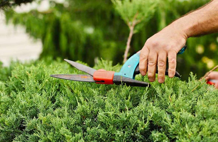 Можжевельник казацкий Глаука