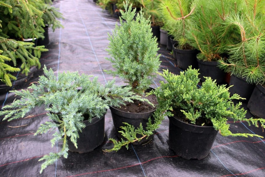 Можжевельник Скуамата Блю