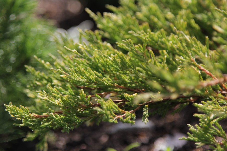 Можжевельник обыкновенный цветет