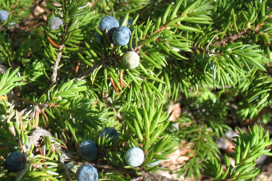 Артыш казацкий можжевельник