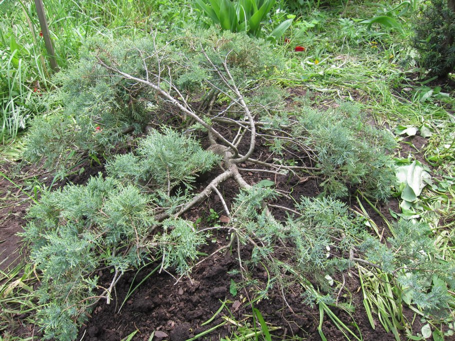 Можжевельник казацкий ягоды