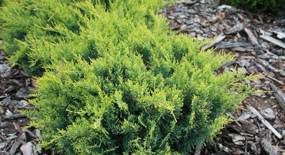 Можжевельник Сибирский можжевельник Сибирский