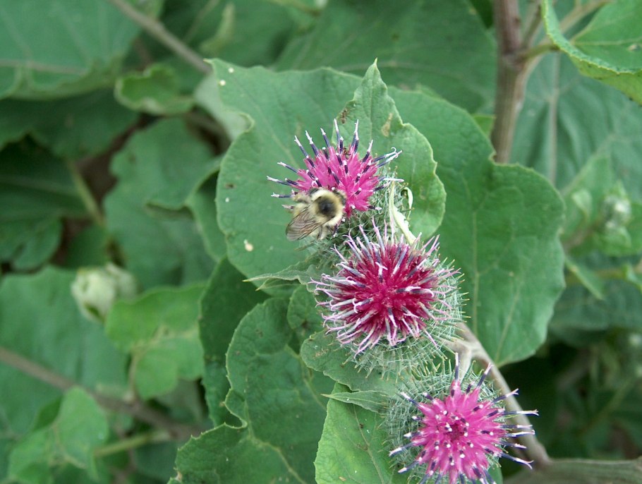 Растение борщевик и курай