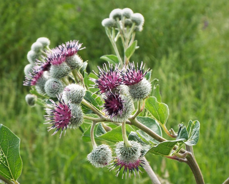 Борщевик Сосновского