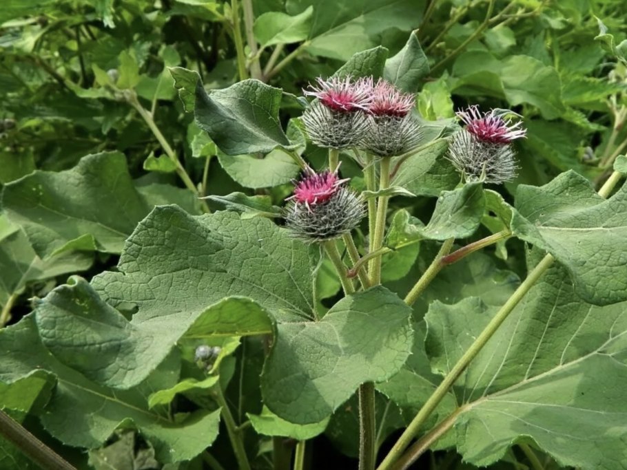 Белокопытник гибридный (Petasítes hýbridus)