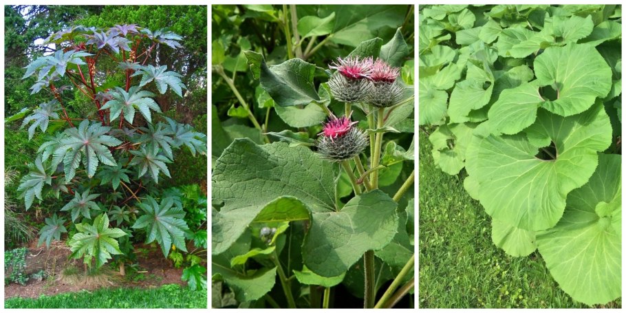 Ядовитое растение лопух