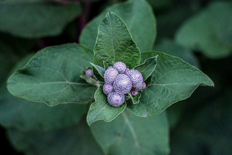 Ядовитый борщевик Сосновского