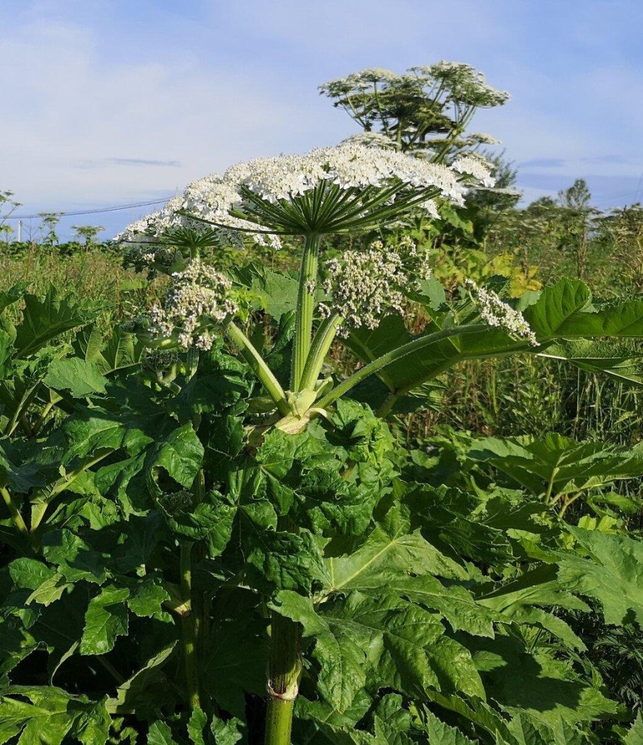 Борщевик Сосновского молодой