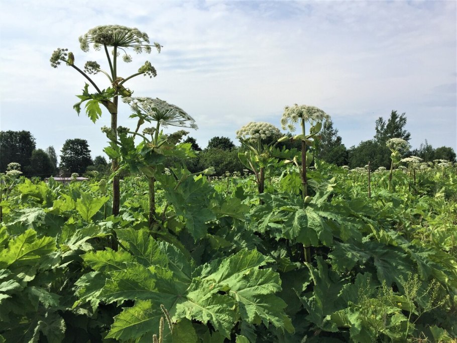 Дерево Гимпи Гимпи
